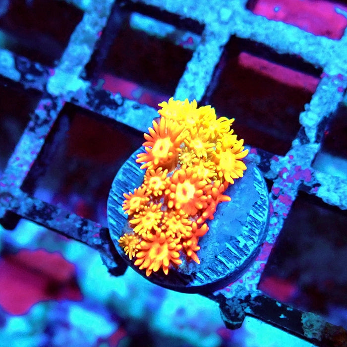 Goniopora Red Orange Bright