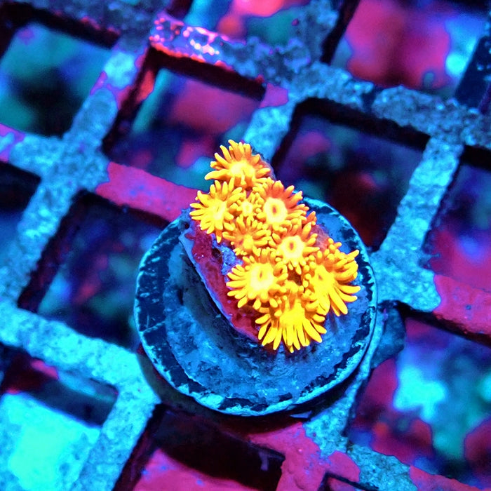 Goniopora Red Orange Bright