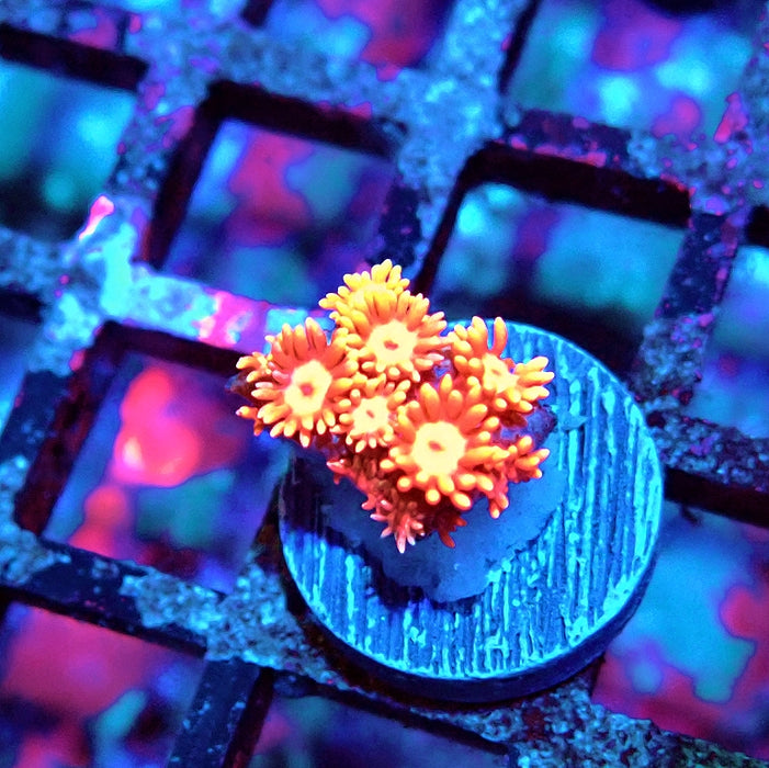 Goniopora Red Orange Bright