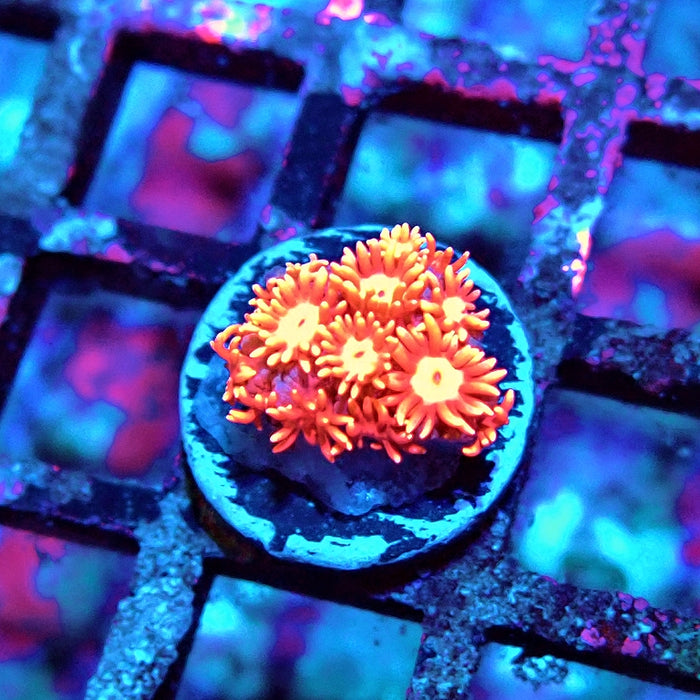 Goniopora Red Orange Bright