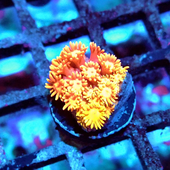 Goniopora Red Orange Bright