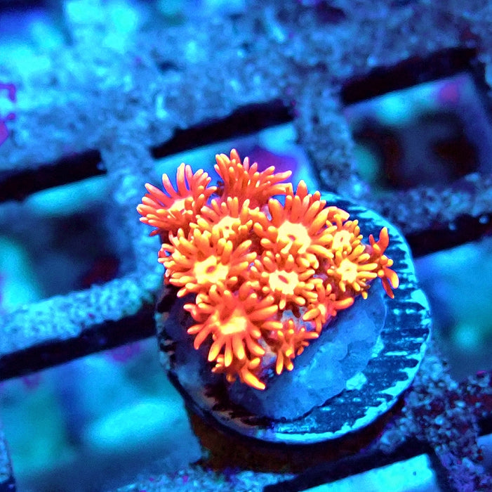 Goniopora Red Orange Bright