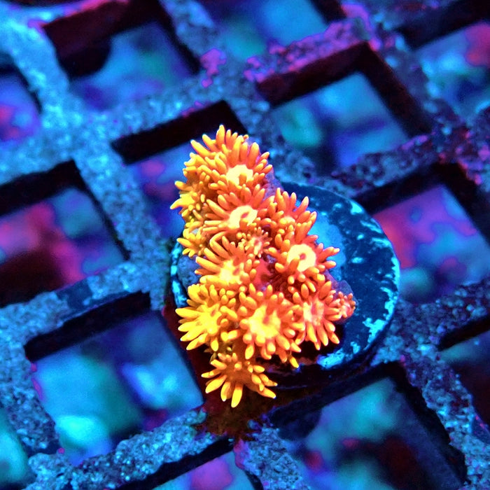 Goniopora Red Orange Bright