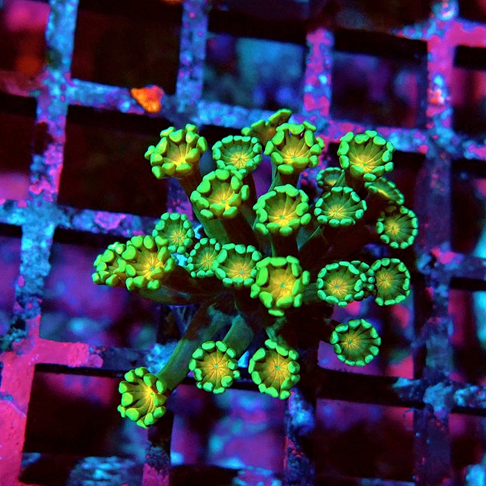 Alveopora Green Orange Middle