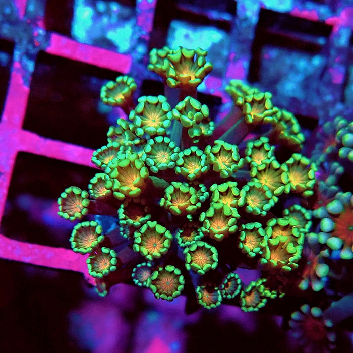 Alveopora Green Orange Middle