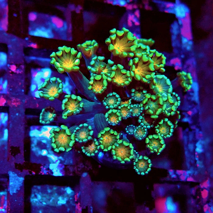 Alveopora Green Orange Middle