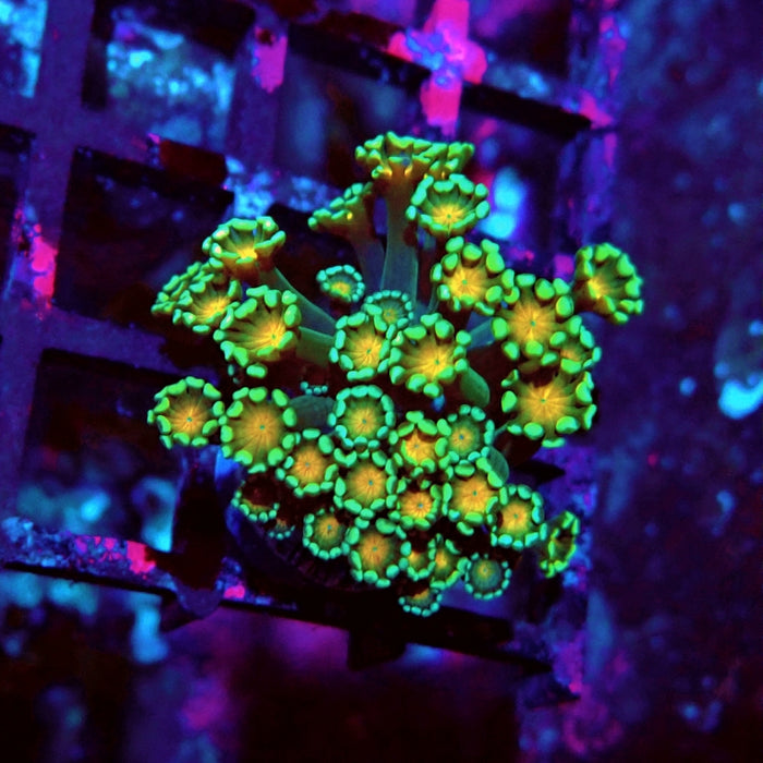 Alveopora Green Orange Middle