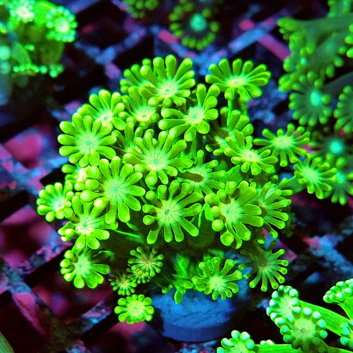 Alveopora Super Green