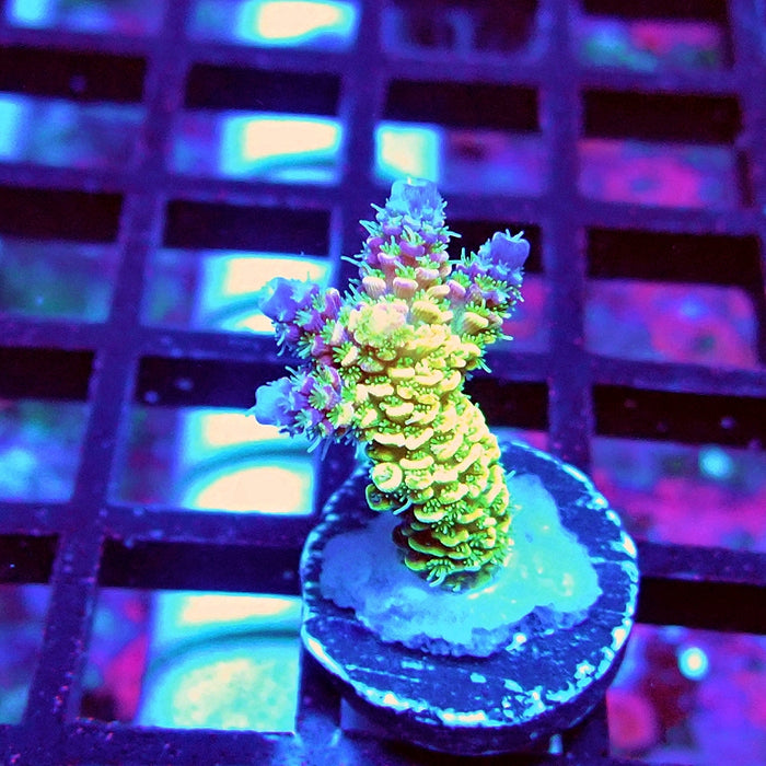 Bright Fuzzy Purple Tips Mille Acro