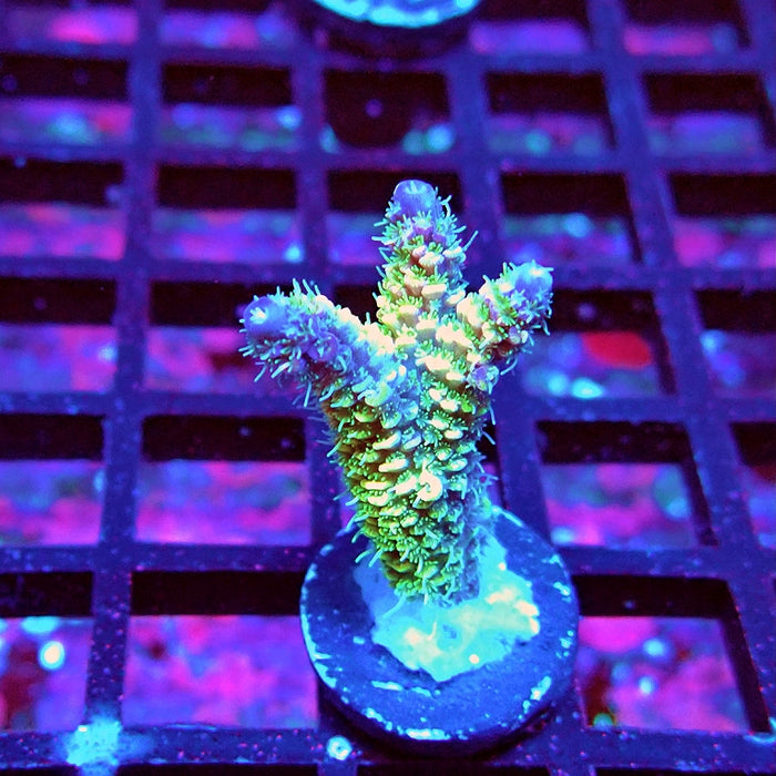 Bright Fuzzy Purple Tips Mille Acro