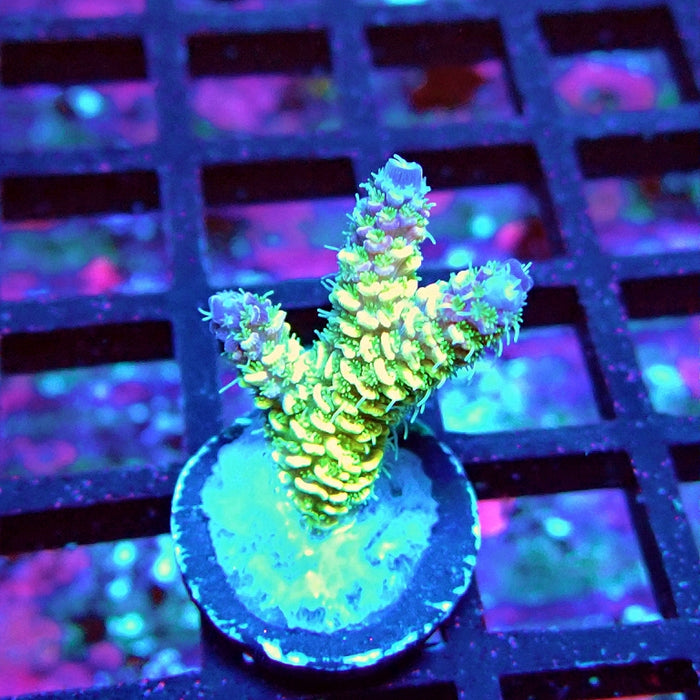 Bright Fuzzy Purple Tips Mille Acro