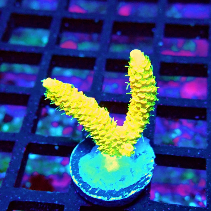 Bright Fuzzy Yellow Mille Acro