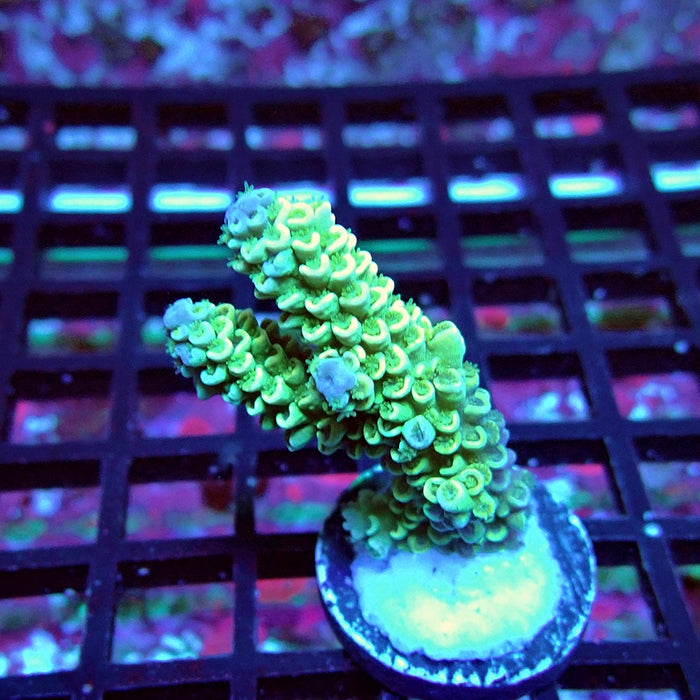 Gold Green Tenuis Acro