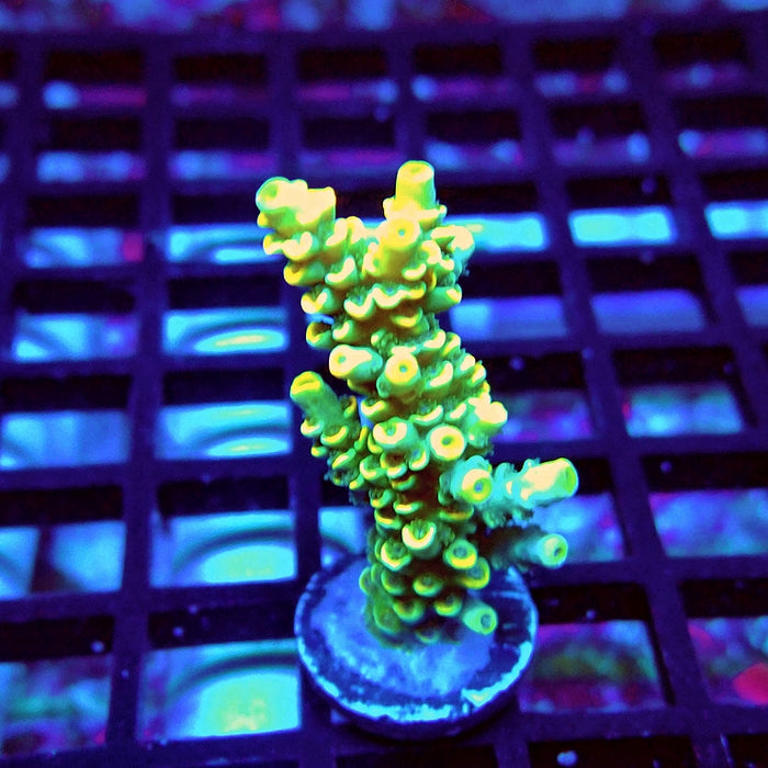 Golden Smoke Tenuis Acro