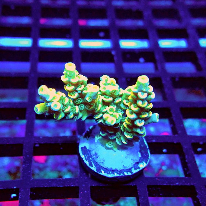 Golden Smoke Tenuis Acro