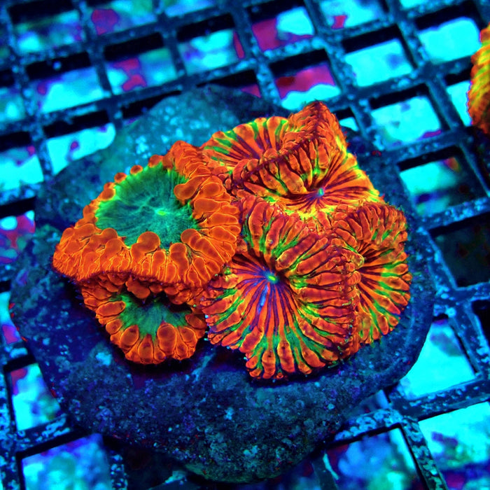 Blastomussa Premium Colony