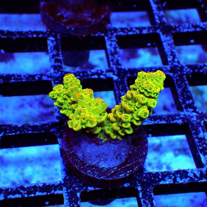 Acro Frag