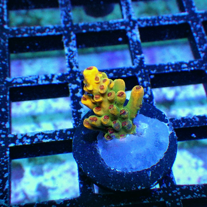 REx Super Yellow Pikachu