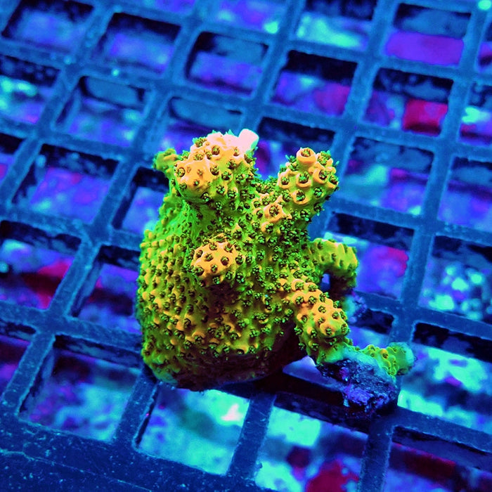Acro Frag Aquaculture