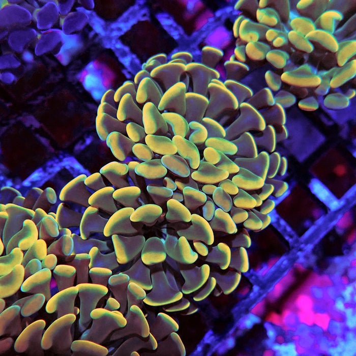 Euphyllia Gold Green Branch Hammer