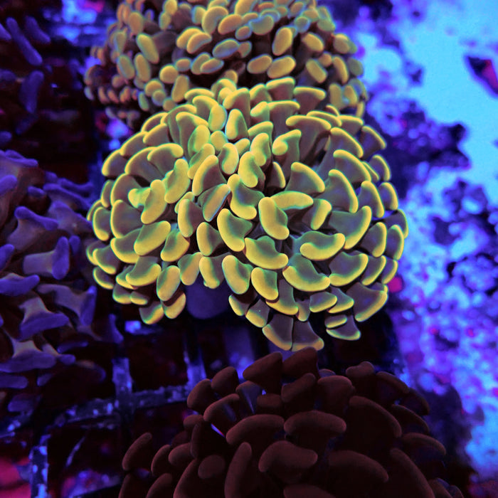 Euphyllia Gold Green Branch Hammer