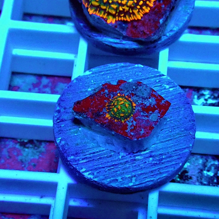 Super Rainbow Rhodactis