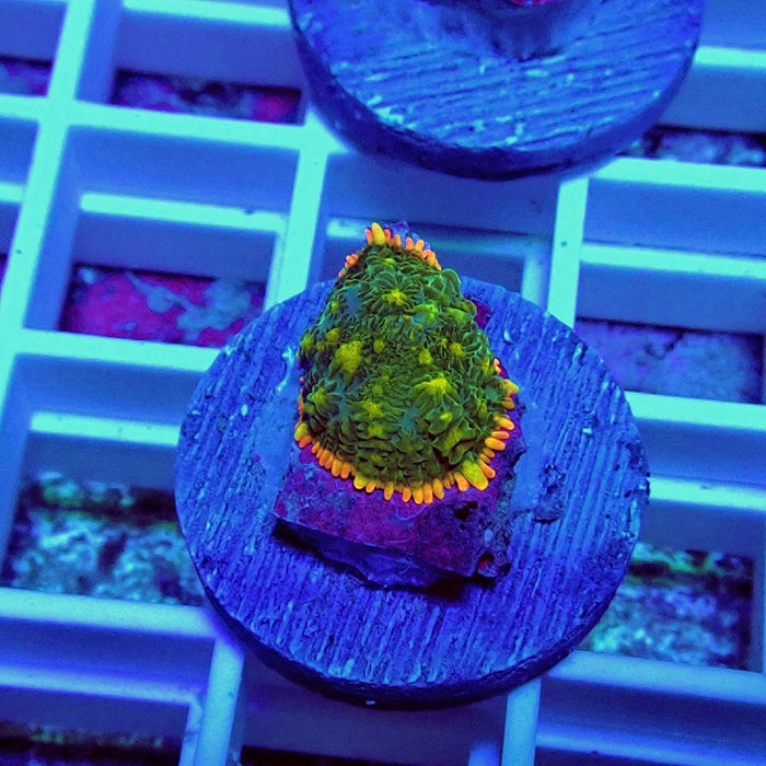 Premium Beauty Rhodactis