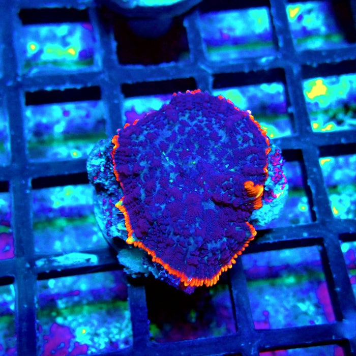 Blue Red Rim Rhodactis
