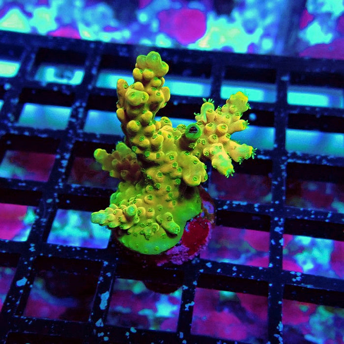 REx Yellow Frodo Acro