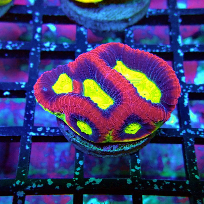Dragon Soul Favia Coral Frag
