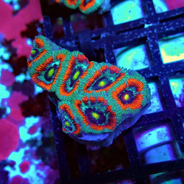 Acan Lord Coral Frag Ultra (2)