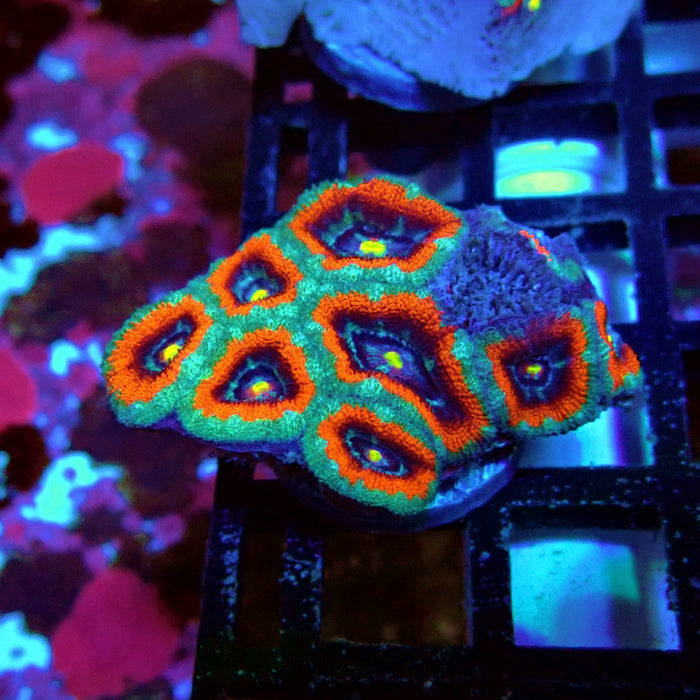 Acan Lord Coral Frag Ultra (2)