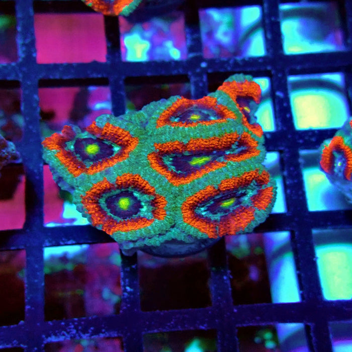 Acan Lord Coral Frag Ultra (2)