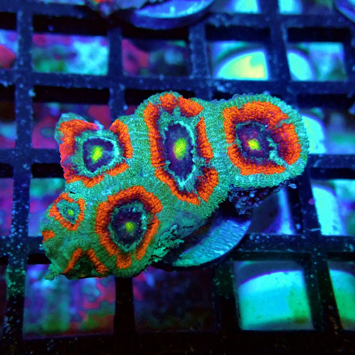 Acan Lord Coral Frag Ultra (2)