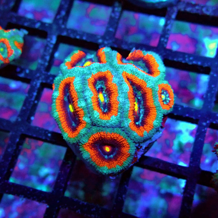 Acan Lord Coral Frag Ultra (2)