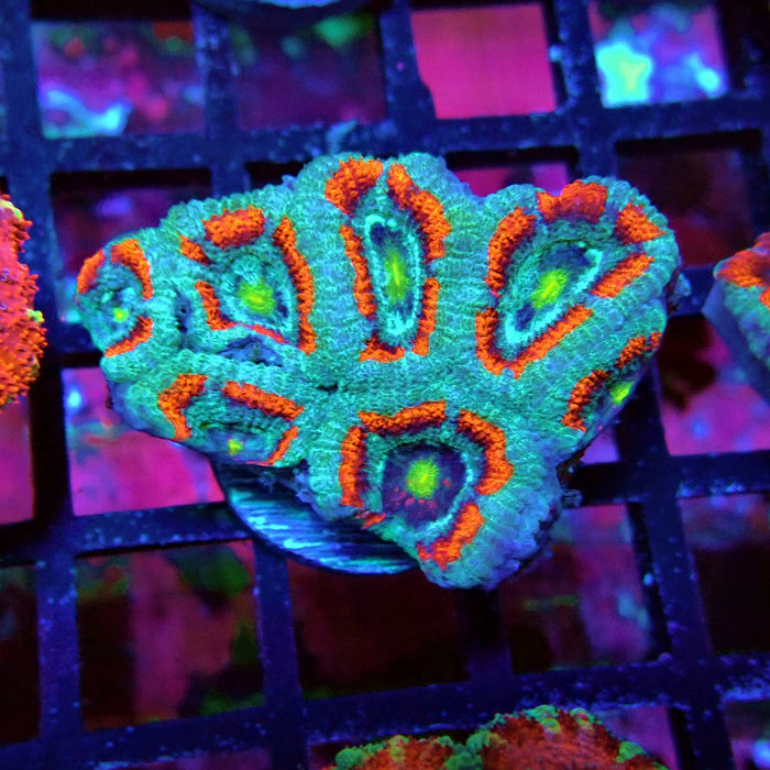 Acan Lord Coral Frag (4)