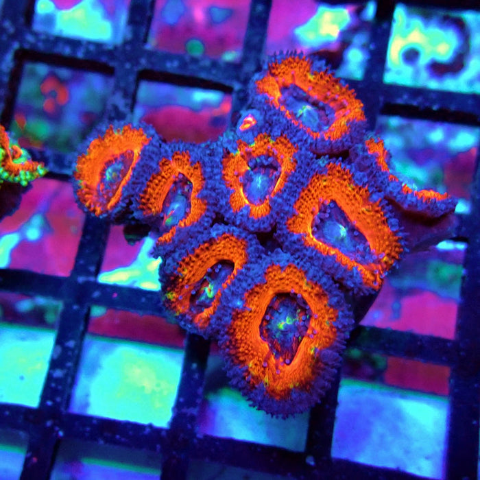 Acan Lord Coral Frag (8)