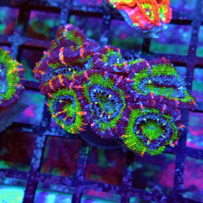 Acan Lord Coral Frag Ultra (11)