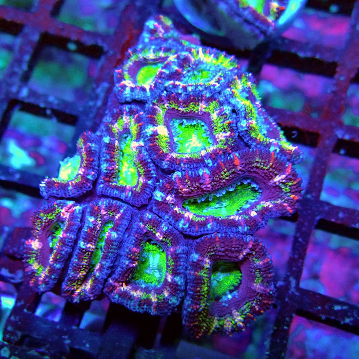 Acan Lord Coral Frag (10)