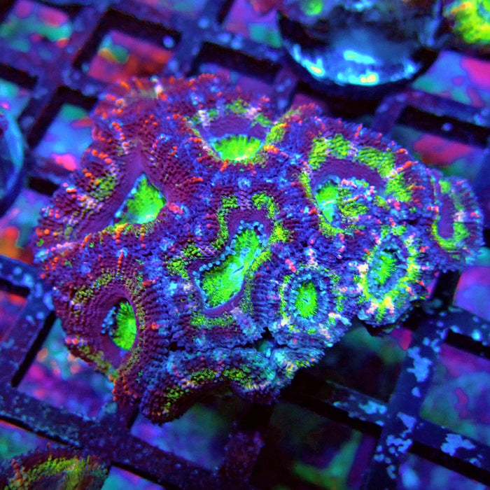 Acan Lord Coral Frag (10)