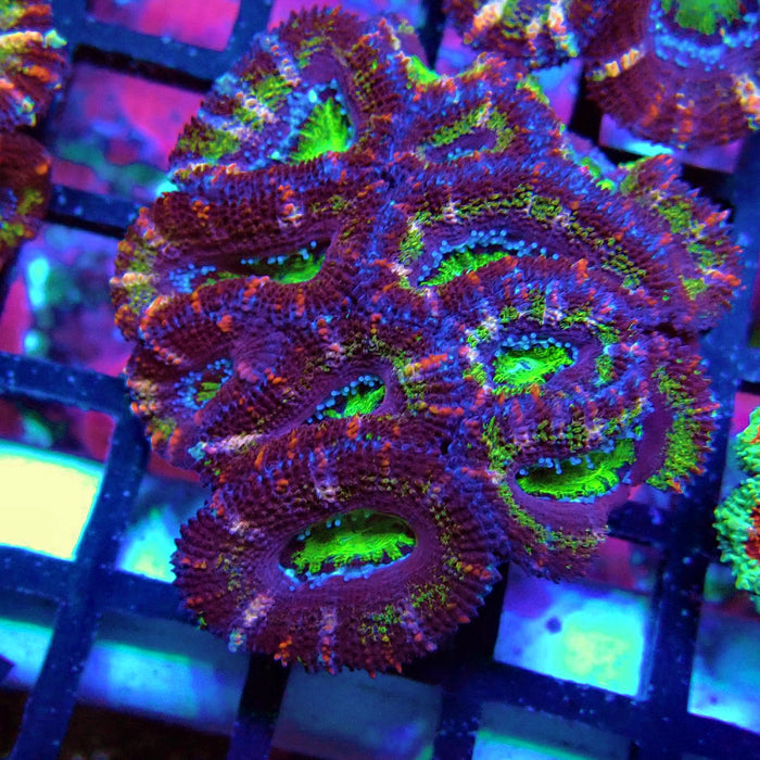 Acan Lord Coral Frag (10)