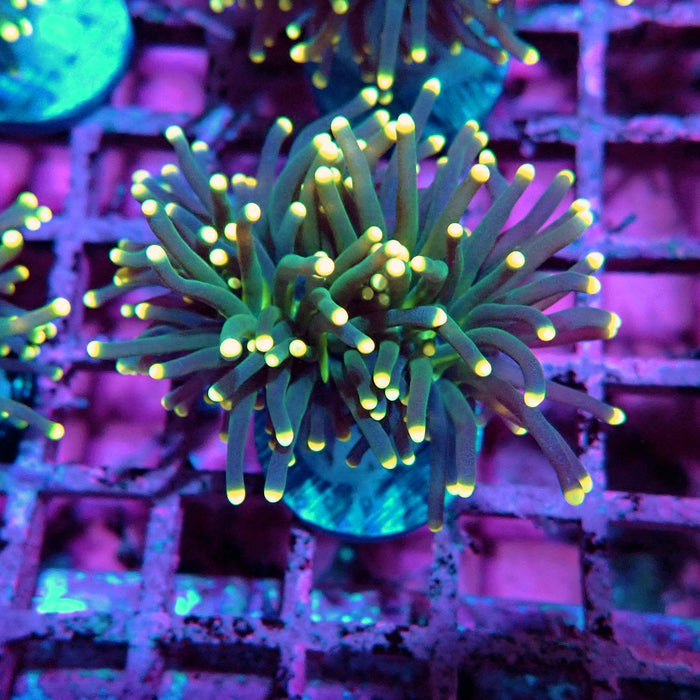 Dark Torch Yellow Tips