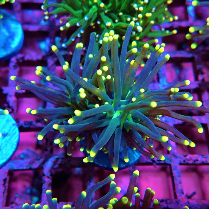 Dark Torch Yellow Tips