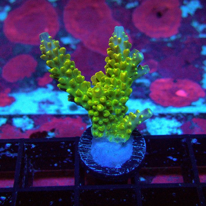 Crowned Godlin Acro