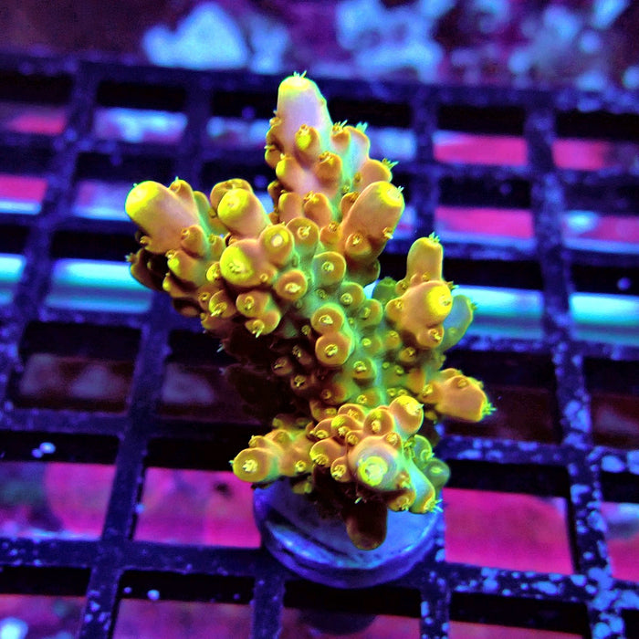 Golden Phoenix Acro