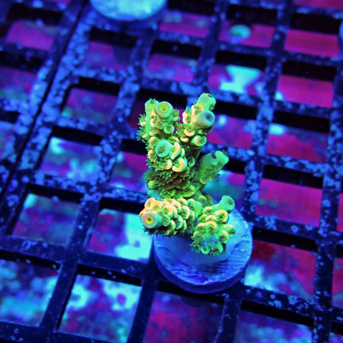 Green Pink Scale Tenuis Acro