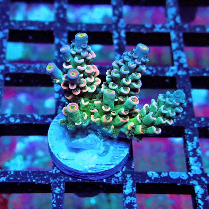 Green Blue Pink Scale Tenuis Acro