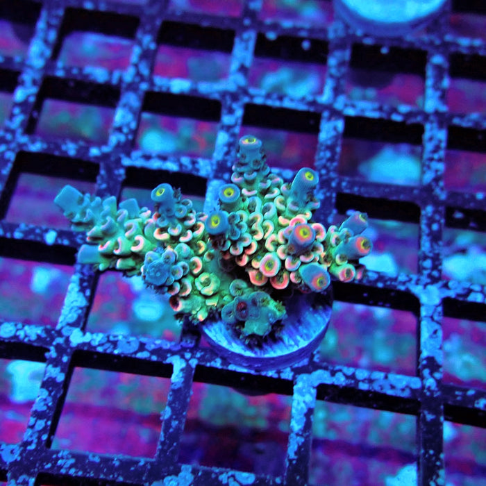 Green Blue Pink Scale Tenuis Acro