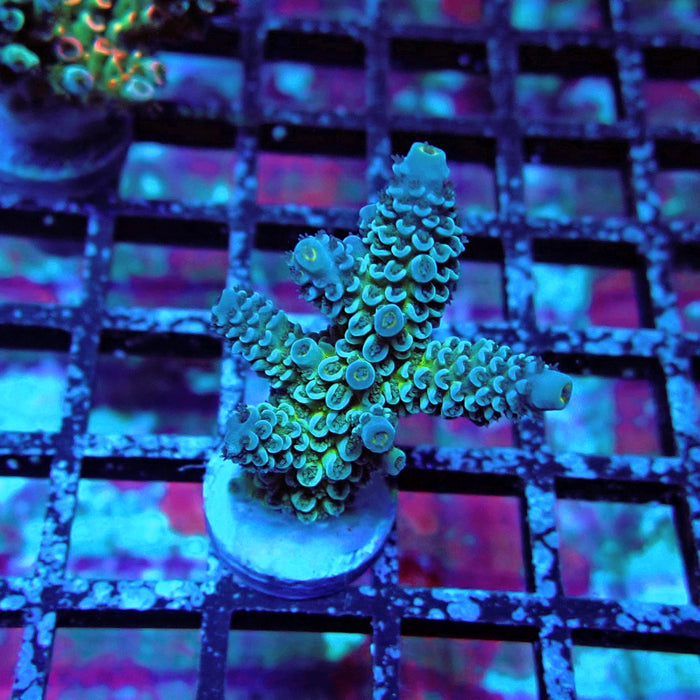 Blue-Green Tenuis Acro