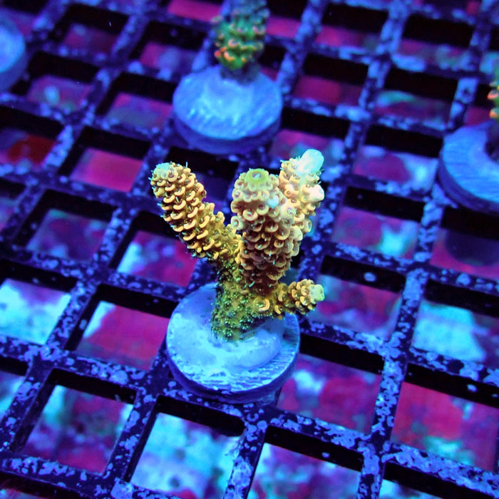 Rainbow Millepora Acro